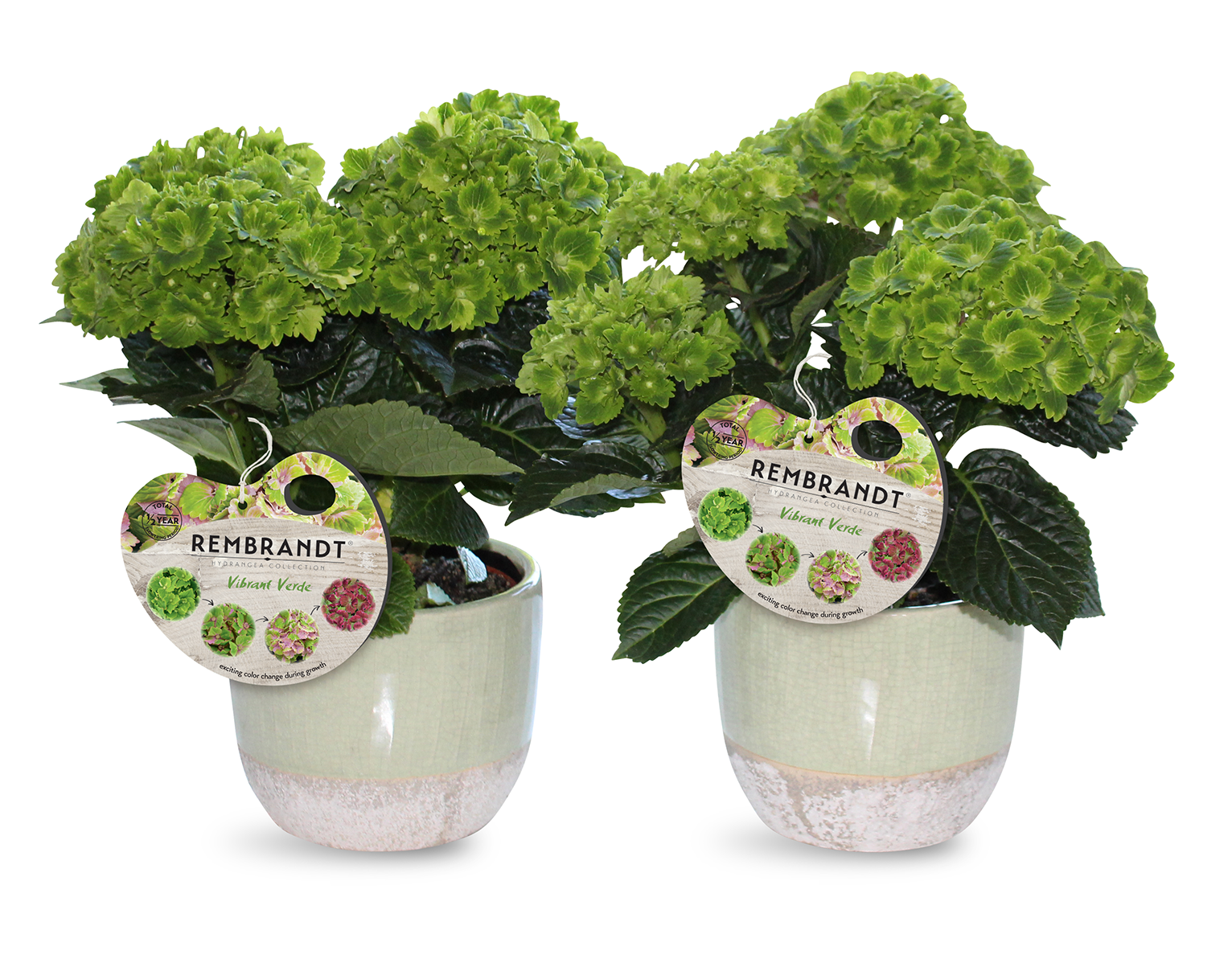 Rembrandt® Vibrant Verde